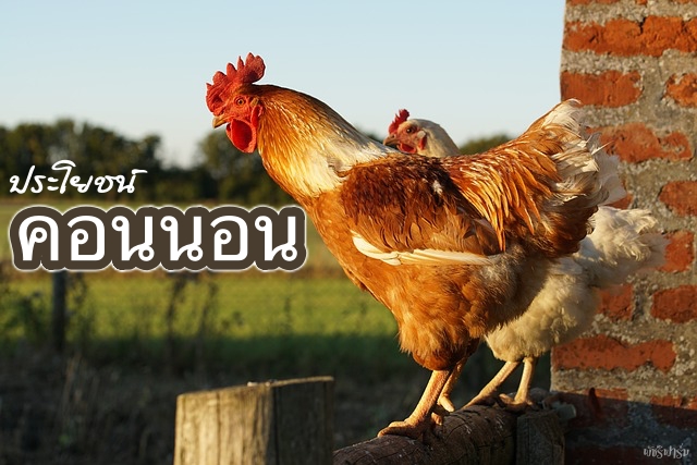 ประโยชน์ของคอนนอน ทำไมไก่ไข่นอนบนคอน?